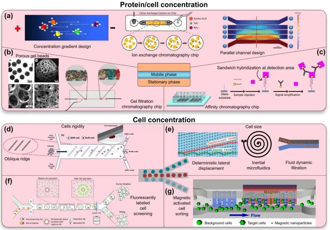 Microfluidic methods for concentrating proteins and cells—ion-exchange and gel-filtration chips, affinity capture, parallel channels, oblique-ridge sorting, DLD, inertial microfluidics, droplet screening, and magnetic cell sorting.